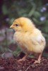 chick0242-0603-2011-5627_TN.jpg