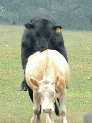 Bull and Cow